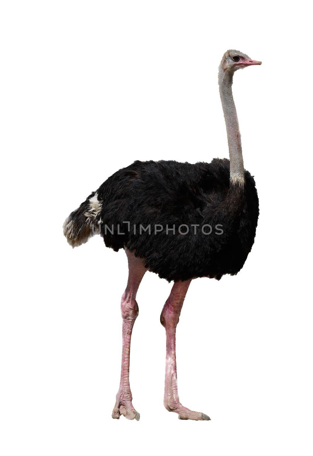 single ostrich isolated on white with clipping path