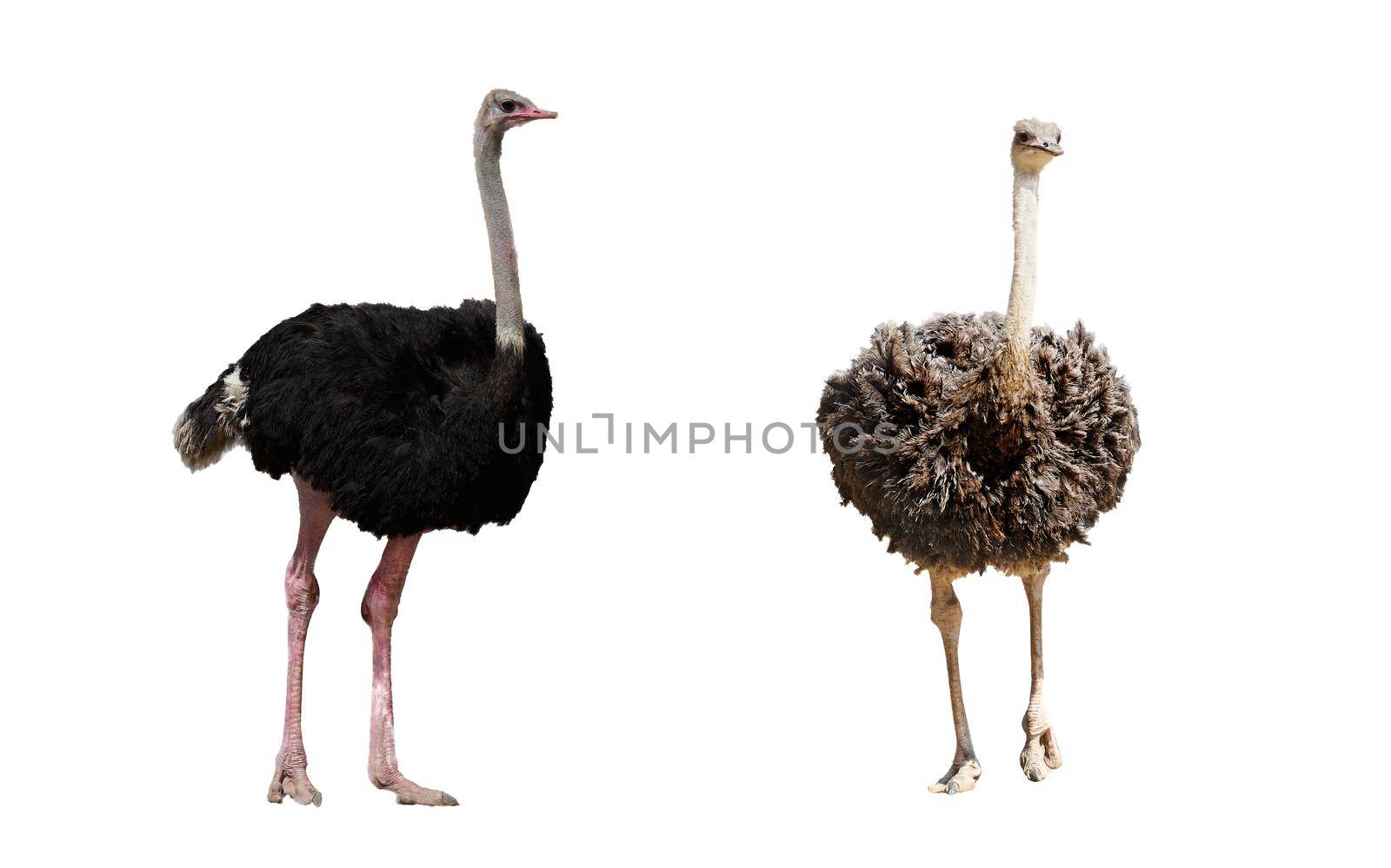 single ostrich isolated on white with clipping path