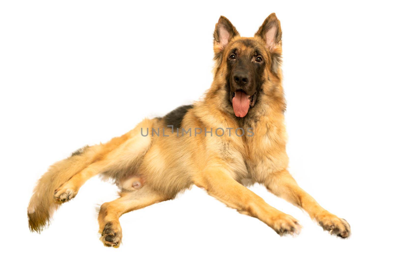 dog portrait looking isolated on white