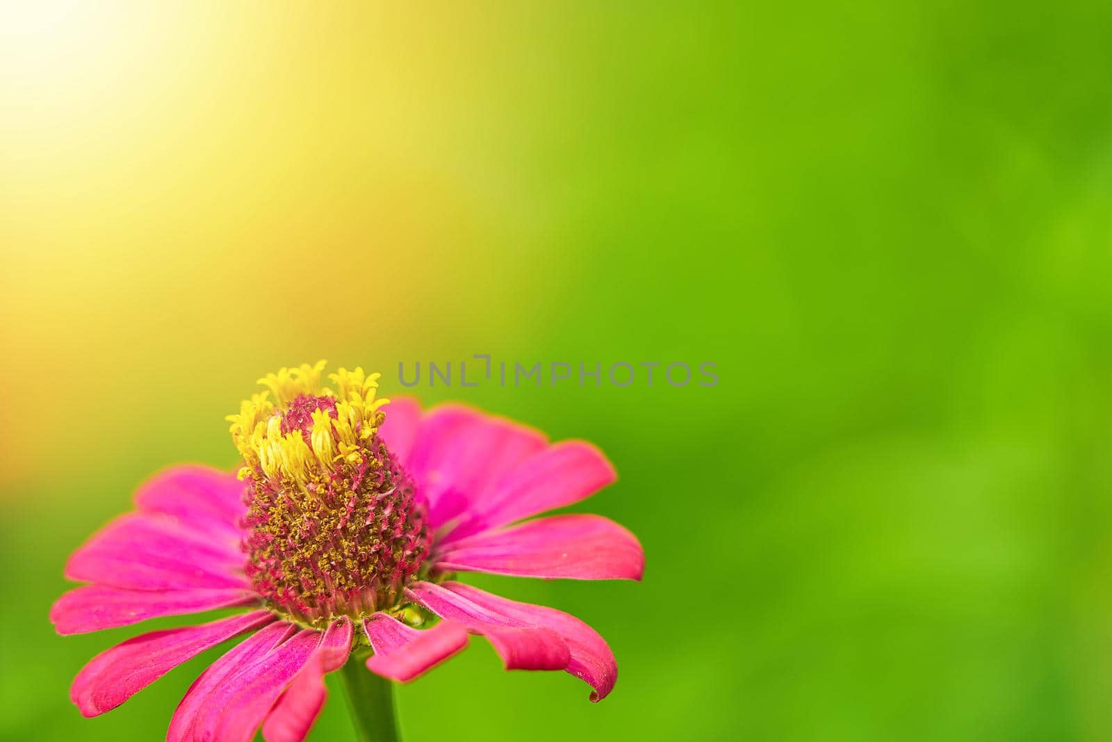 Zinnia pink flower on meadow with sun