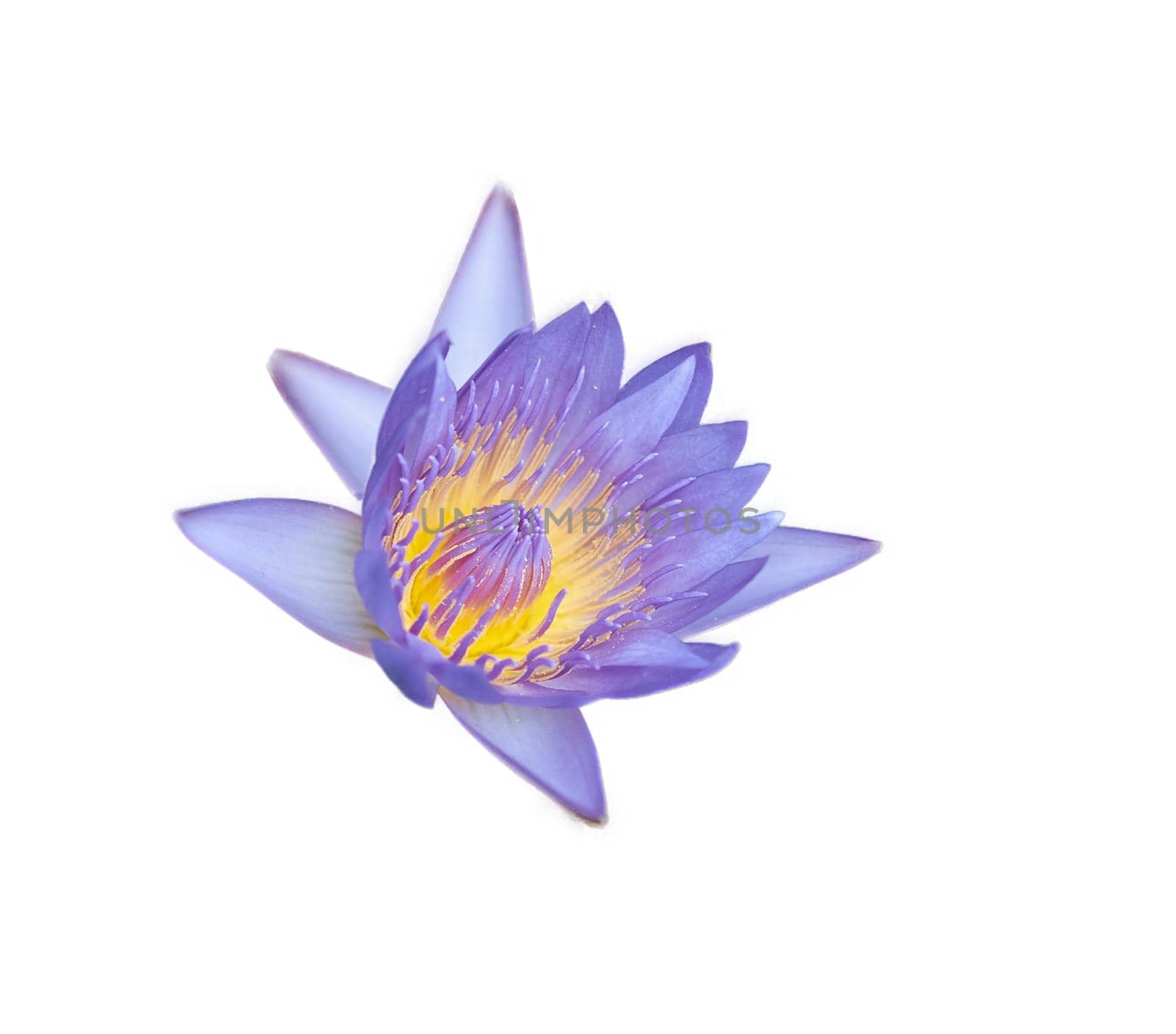 lotus flower isolated on white