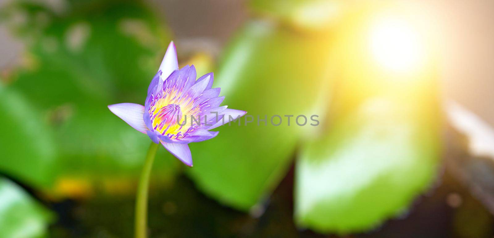 purple and yellow lotus on basin in garden background by VacharapongW