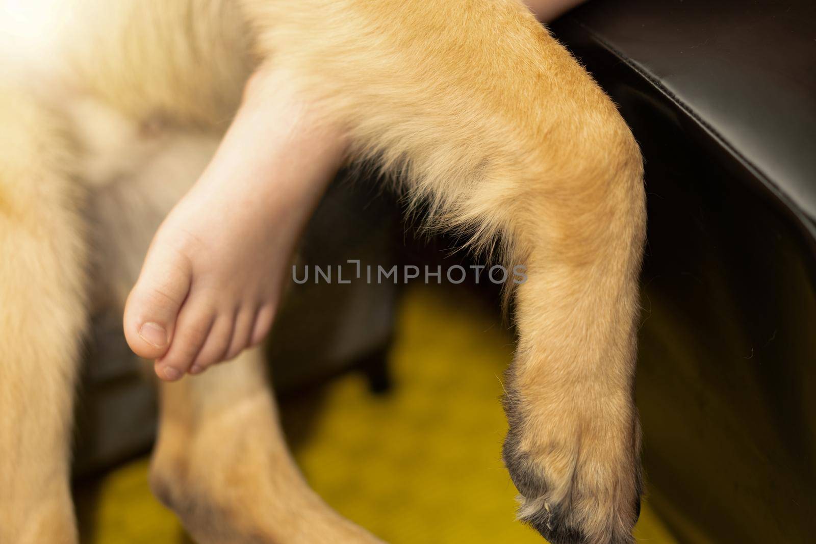 dog leg hold by owner hand with love care by VacharapongW