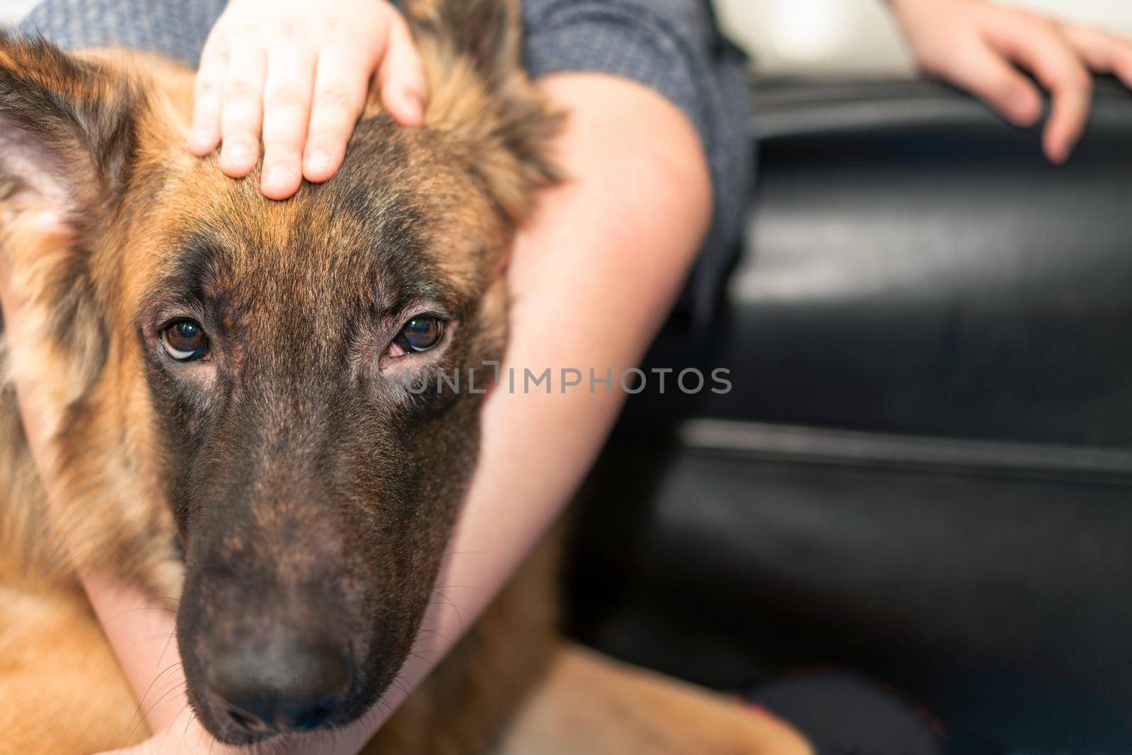 dog head with owner togetherness sitting with care and smiling by VacharapongW