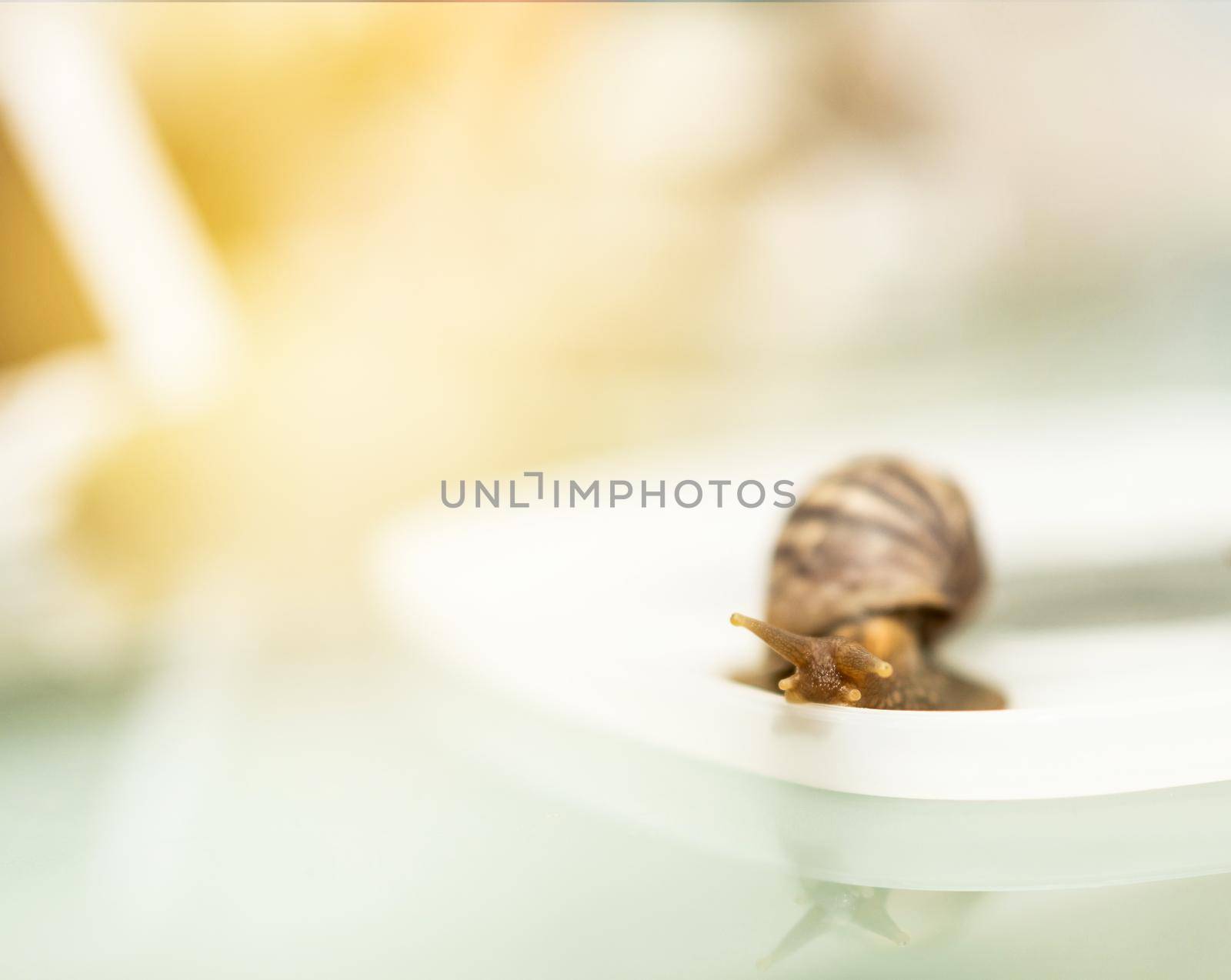 snail crawling on table with copy space