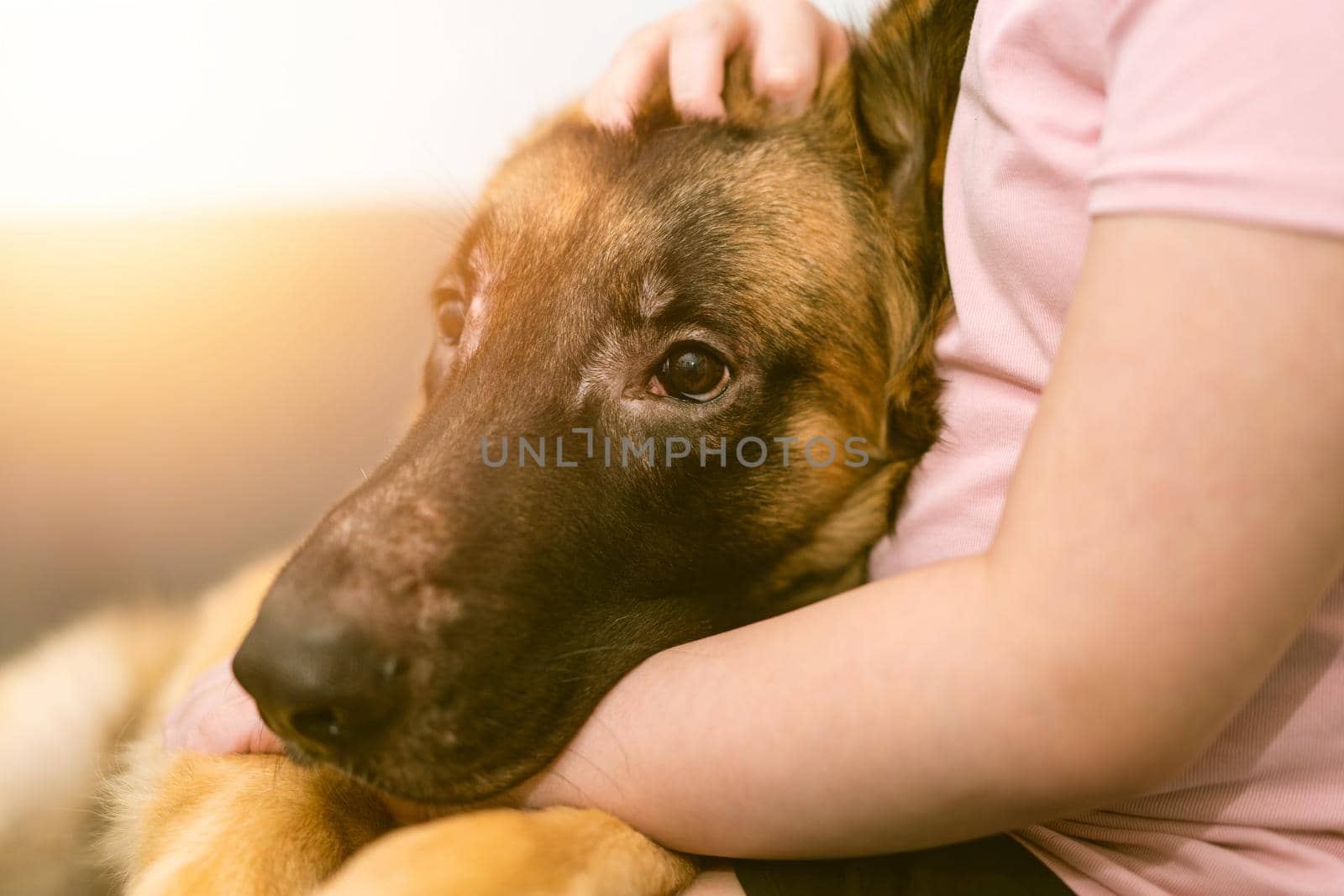 dog head with owner togetherness sitting with care and smiling