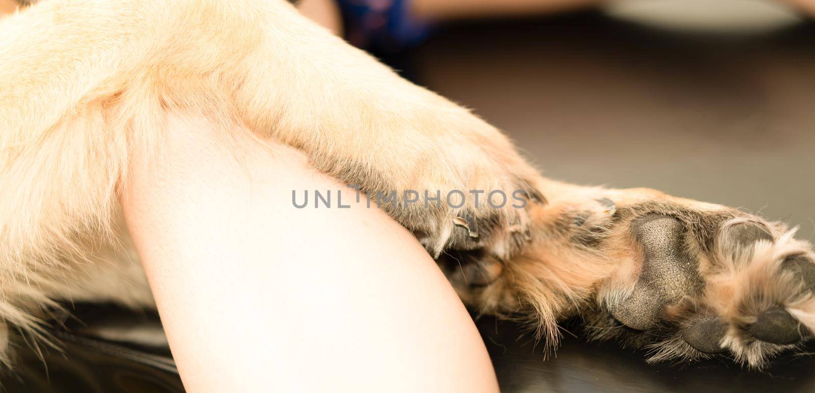 dog leg hold by owner hand with love care