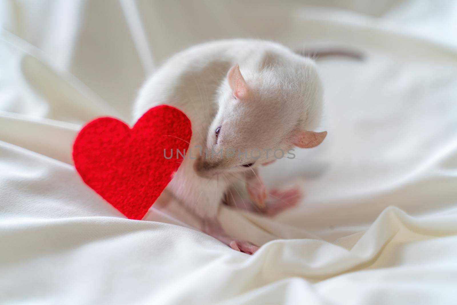 Little white rat in a female hand with manicure. On a light background. Nearby lies a red heart. Valentine's day concept, cute picture
