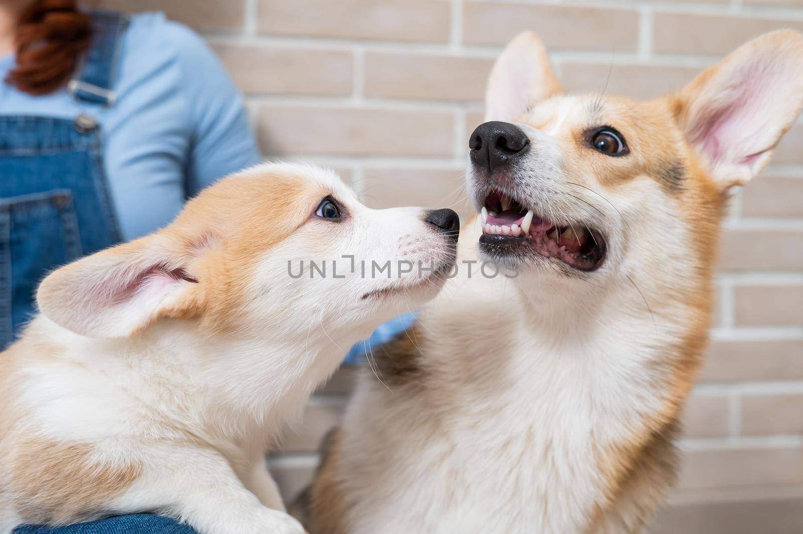 The owner holds a pembroke corgi mom and a puppy against the backdrop of a brick wall. Dog family