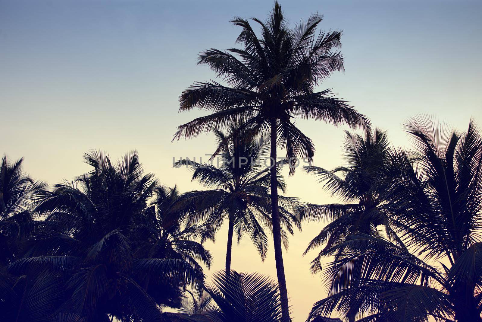 Retro style image of silhouetted palm trees against a dusky sky.