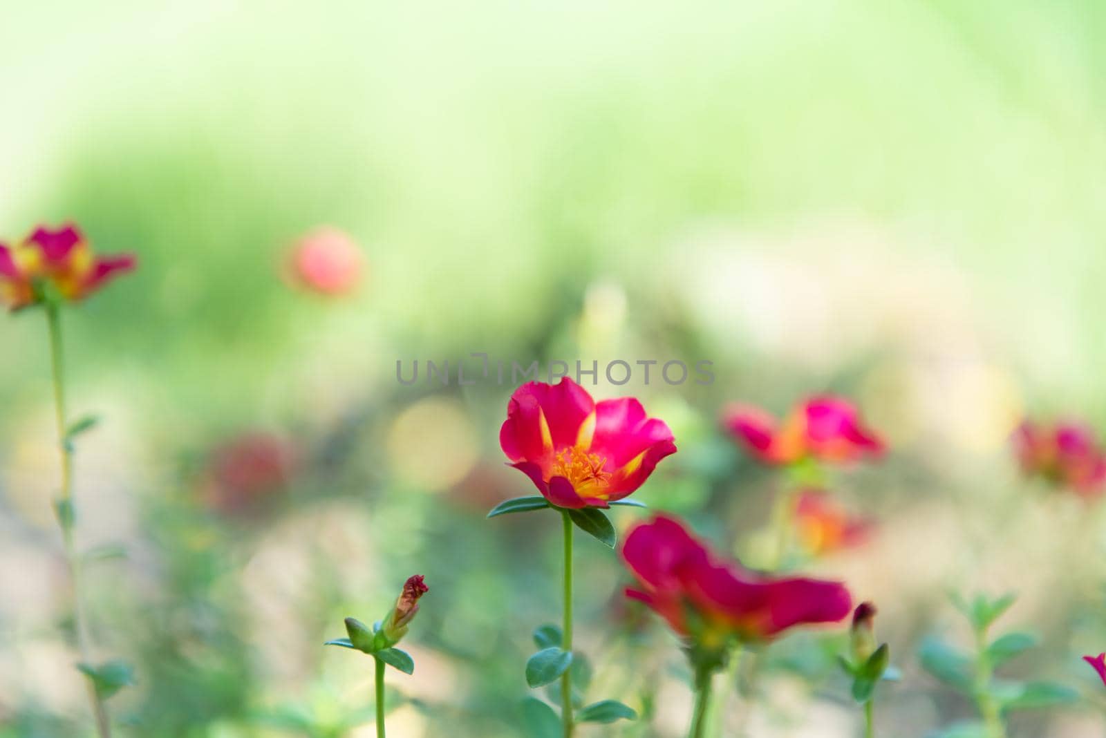 Flower red or scarlet color Naturally beautiful flowers in the garden.