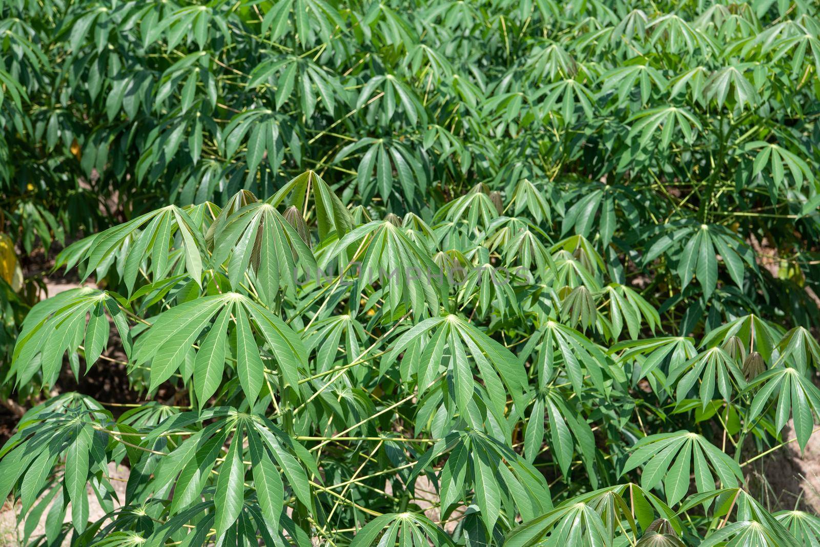 Nature of sweet potatoes plantation or yam farming on rural land green color lush growing is a agriculture in asia