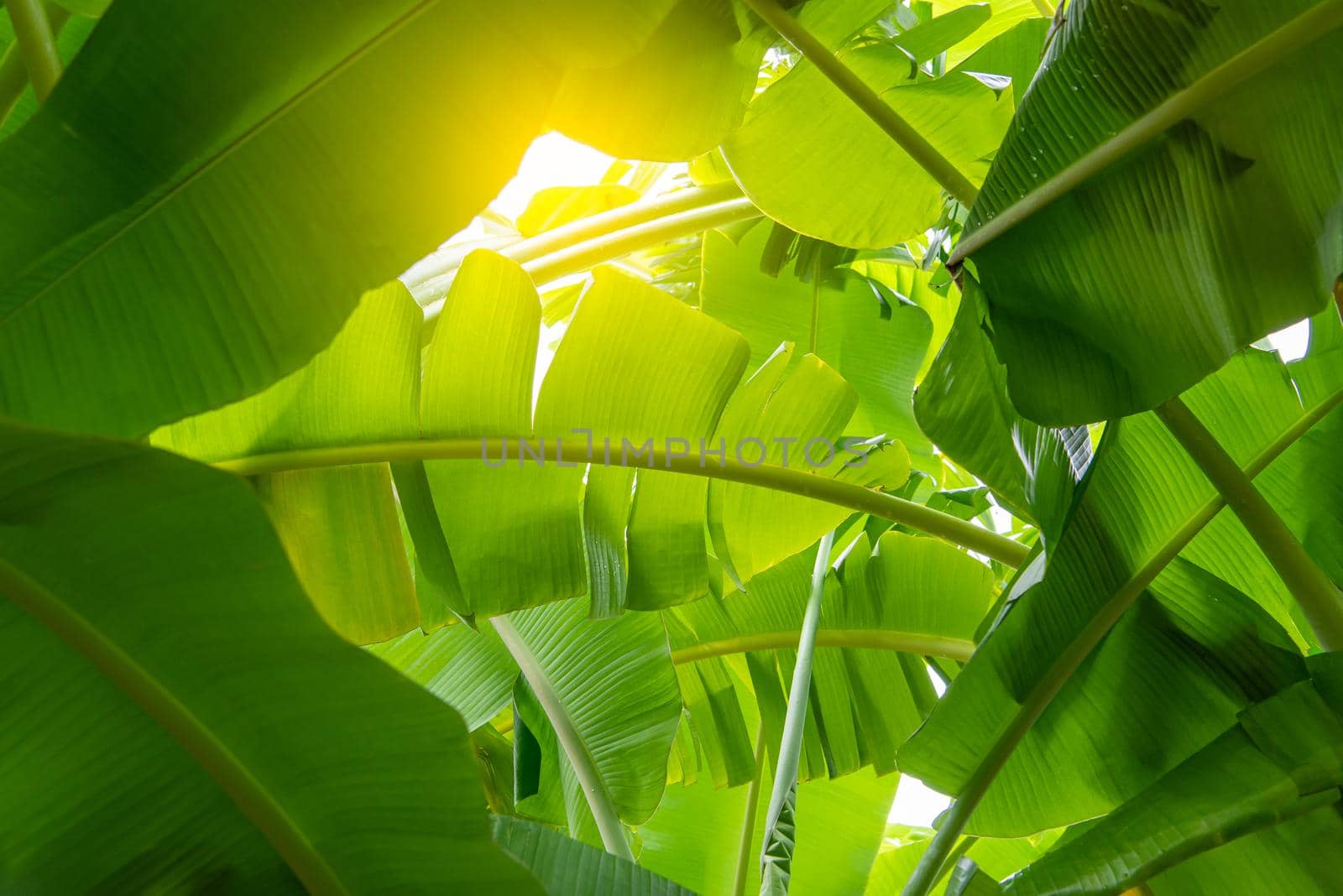 Greenery background nature plant and leaf (Banana) by NongEngEng