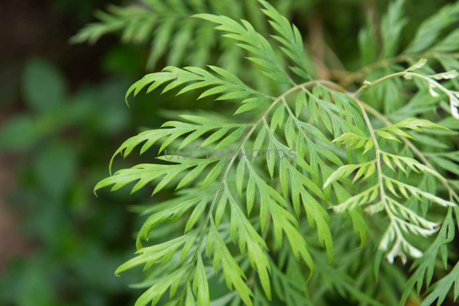 Greenery background of nature plant and leaf by NongEngEng