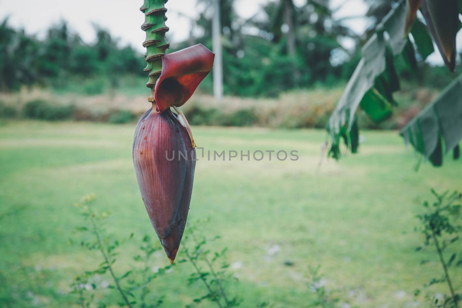 Greenery background nature plant and leaf (Banana) by NongEngEng