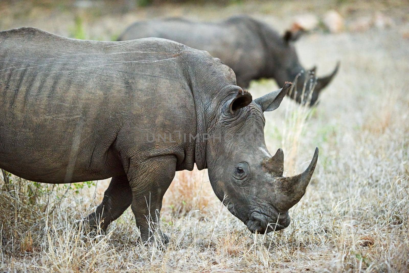 Grazing on the savannah grass. Shot of two rhinos in their natural habitat. by YuriArcurs