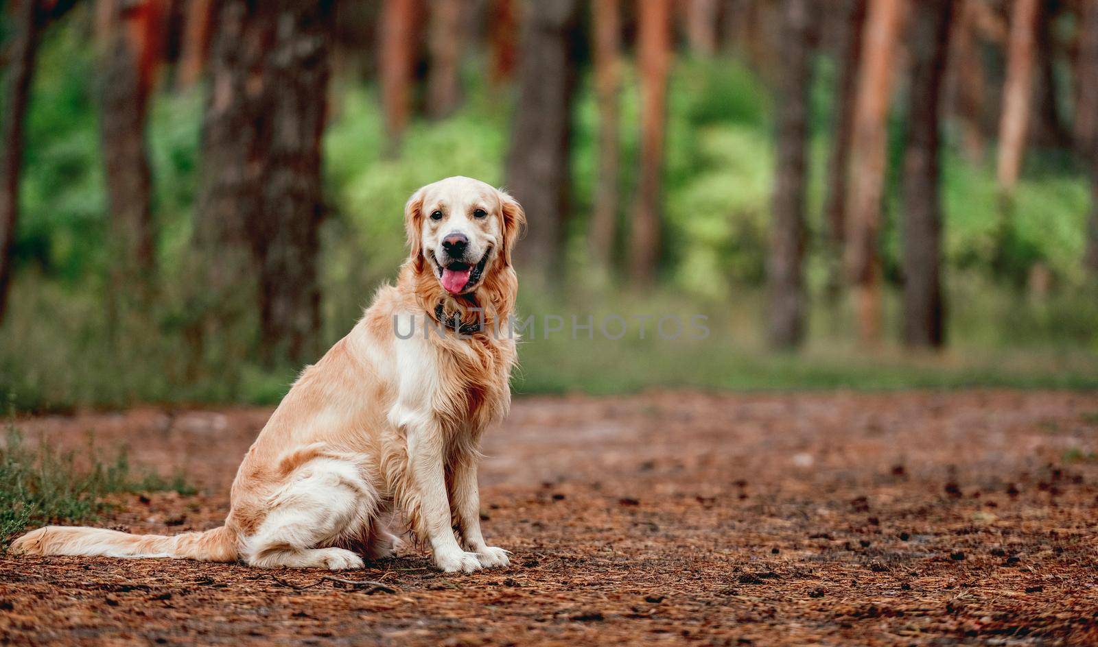 Golden retriever dog sitting in the forest outdoors and looking back. Cute purebred doggy pet labrador at nature