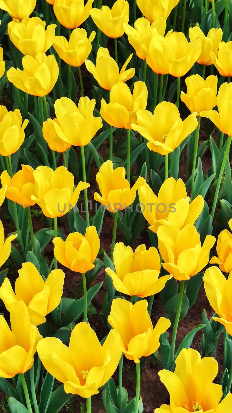Background of yellow tulip flowers growing in garden. Vertical position of frame.