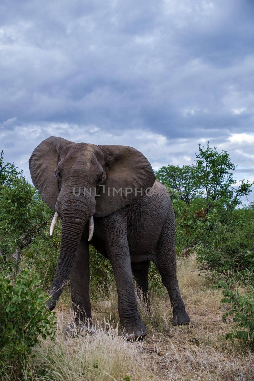 African Elephant in The Klaserie Private Nature Reserve part of the Kruger national park in South Africa, African Elephants in the wild bus by fokkebok