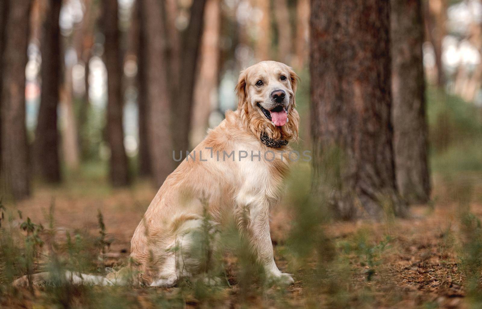 Golden retriever dog sitting and looking at camera in the forest. Cute purebred doggy pet labrador at nature