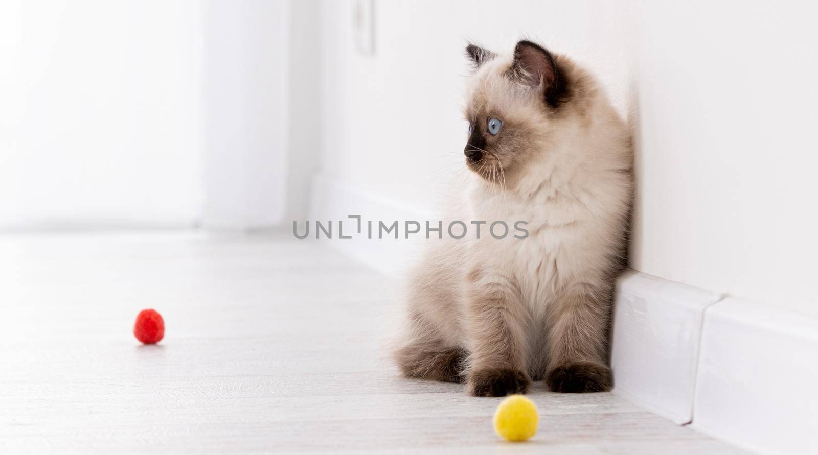 Cute fluffy ragdoll kitten witn beautiful blue eyes sitting on the floor with colorful balls and looking back. Portrait of american breed feline kitty with toys at home