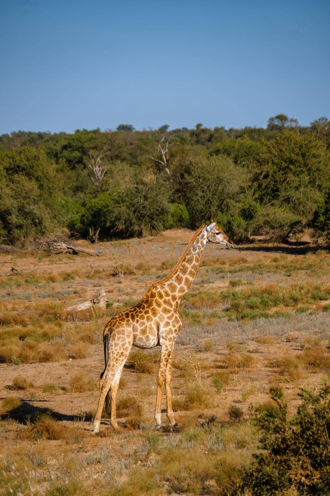 Giraffe at a Savannah landscape during sunset in South Africa at The Klaserie Private Nature Reserve inside the Kruger national park South Africa. Giraffe by a tree in the bush