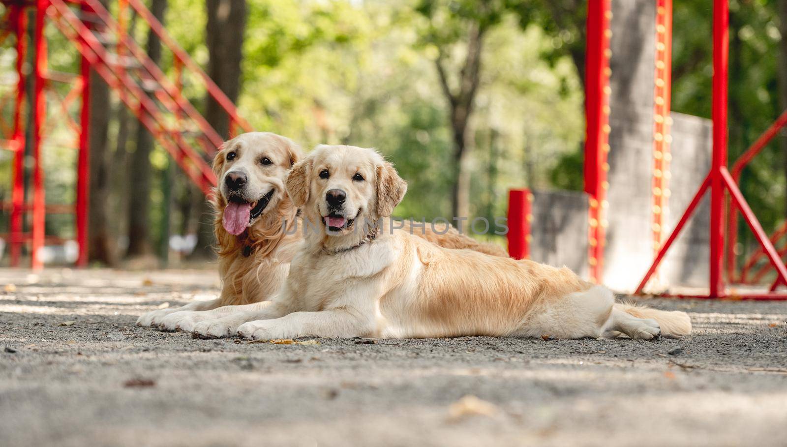 Two golden retriever dogs lying outdoors. Cute purebred pets labradors posing in the park