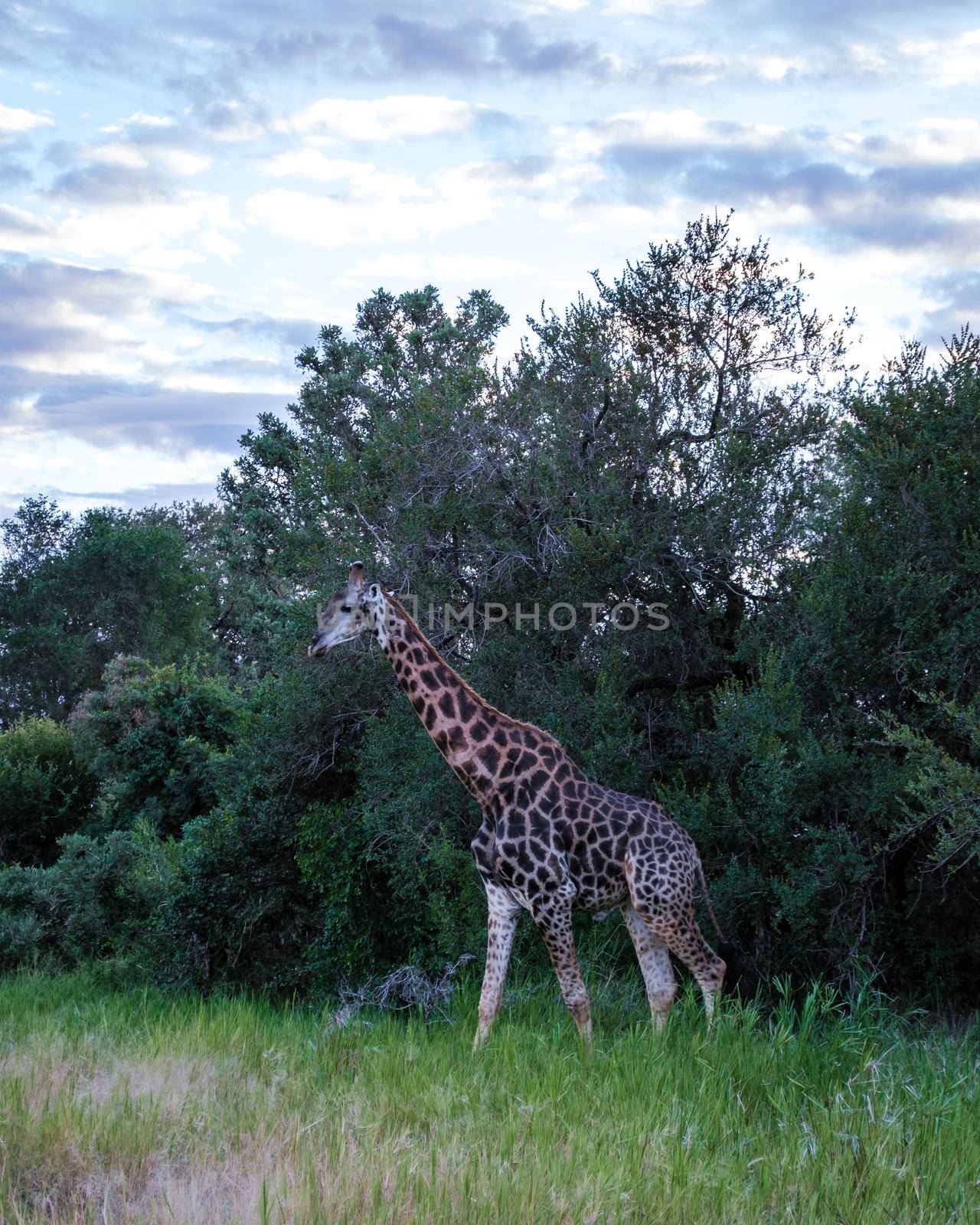 Giraffe at a Savannah landscape during sunset in South Africa at The Klaserie Private Nature Reserve inside the Kruger national park South Africa. Giraffe by a tree in the bush