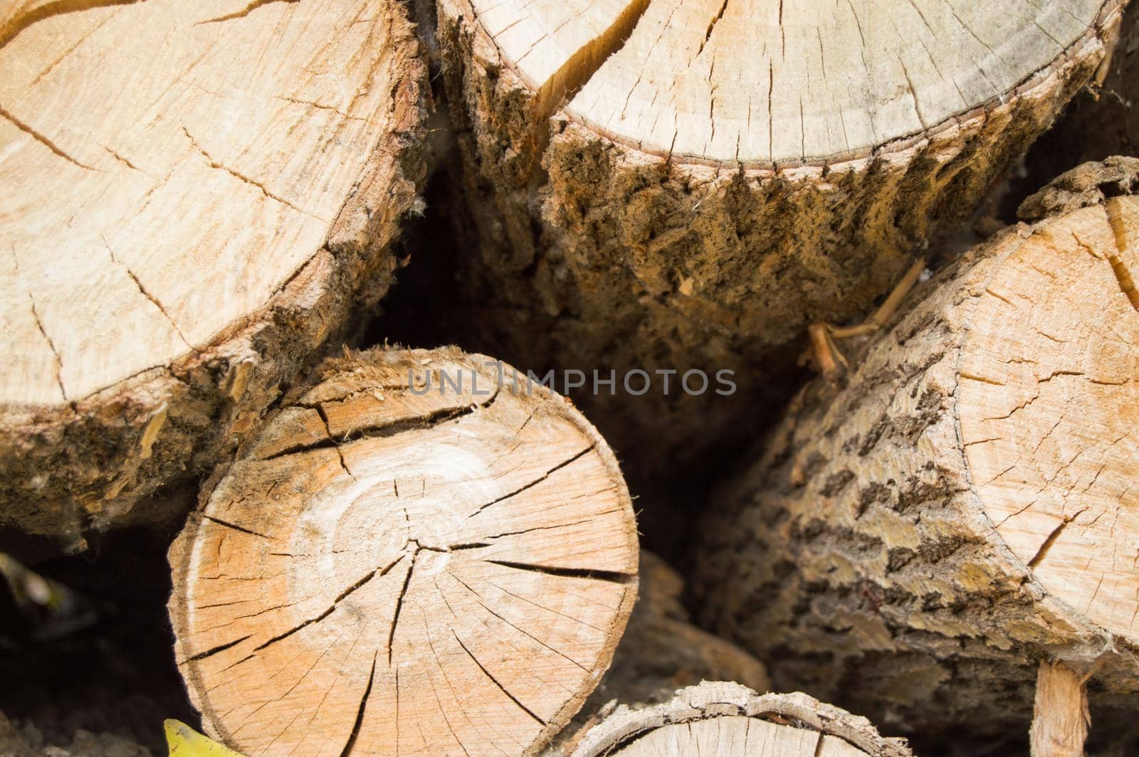 Felled tree trunks, the view on the cut of the ring.