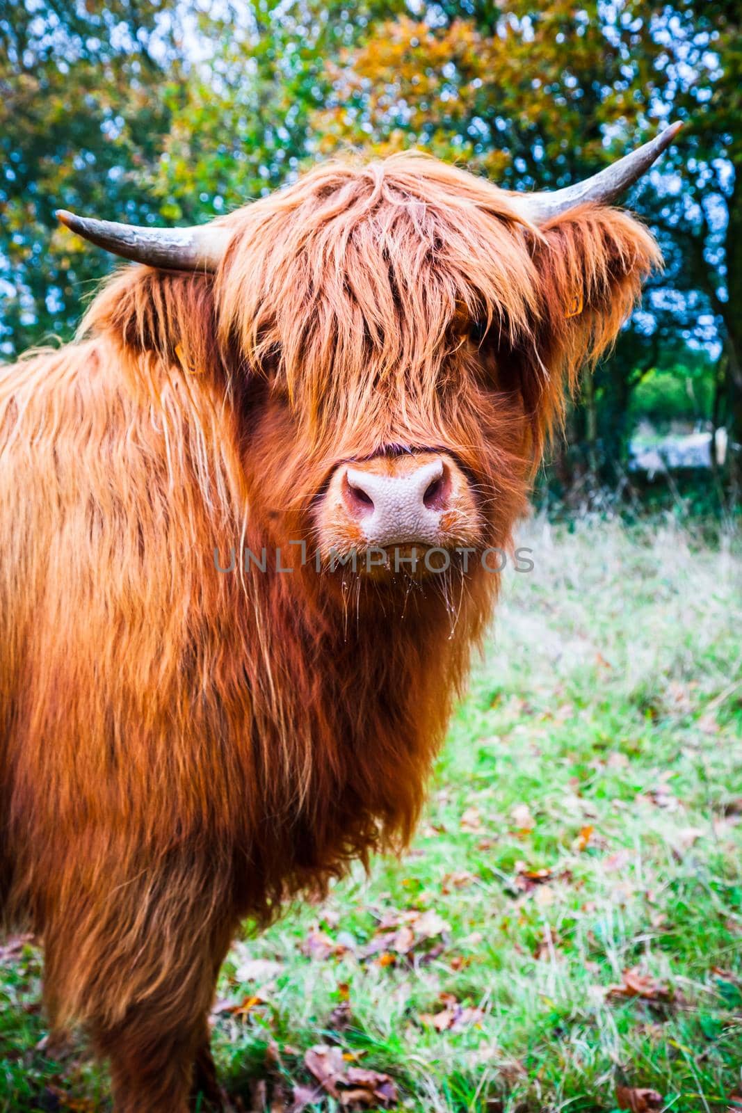 Portrait of a Scottish Highland cow in the nature in autumn