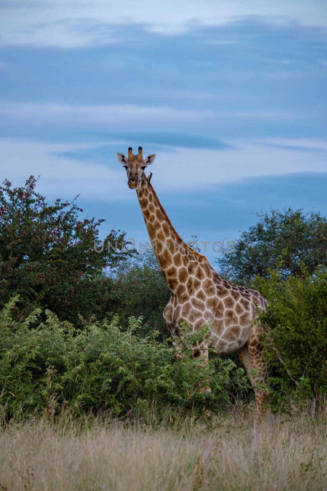 Giraffe at a Savannah landscape during sunset in South Africa at The Klaserie Private Nature Reserve inside the Kruger national park South Africa. Giraffe by a tree in the bush