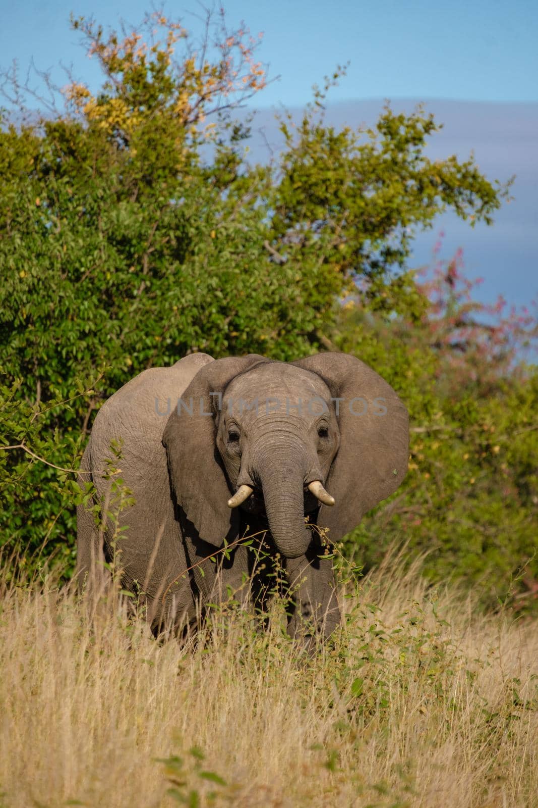 African Elephant in The Klaserie Private Nature Reserve part of the Kruger national park in South Africa, African Elephants in the wild bus by fokkebok