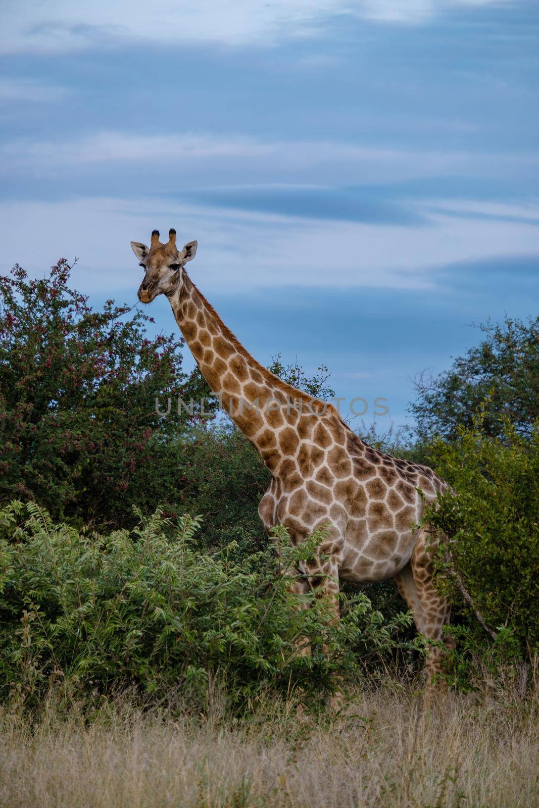 Giraffe at a Savannah landscape during sunset in South Africa at The Klaserie Private Nature Reserve inside the Kruger national park South Africa by fokkebok