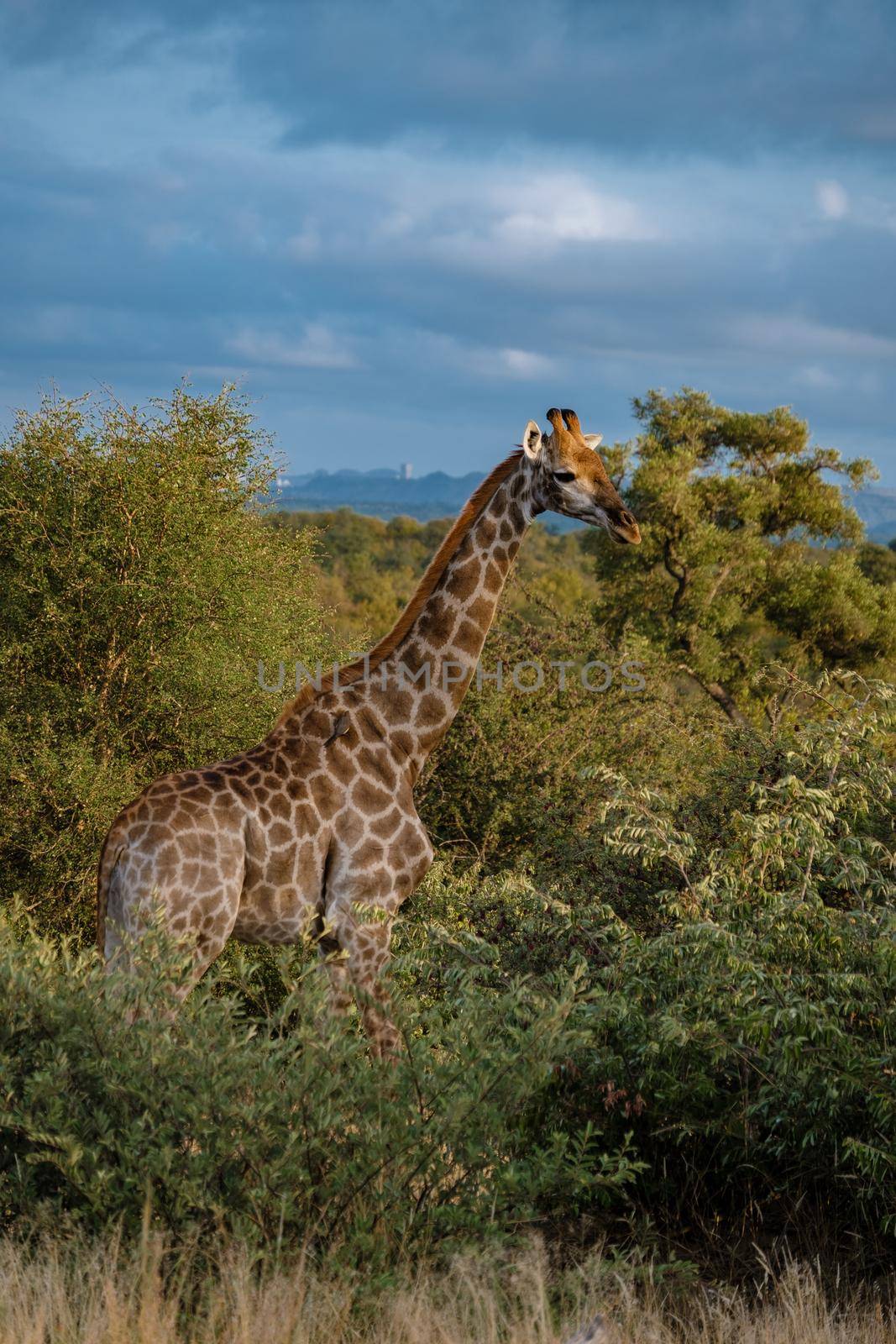 Giraffe at a Savannah landscape during sunset in South Africa at The Klaserie Private Nature Reserve inside the Kruger national park South Africa. Giraffe by a tree in the bush