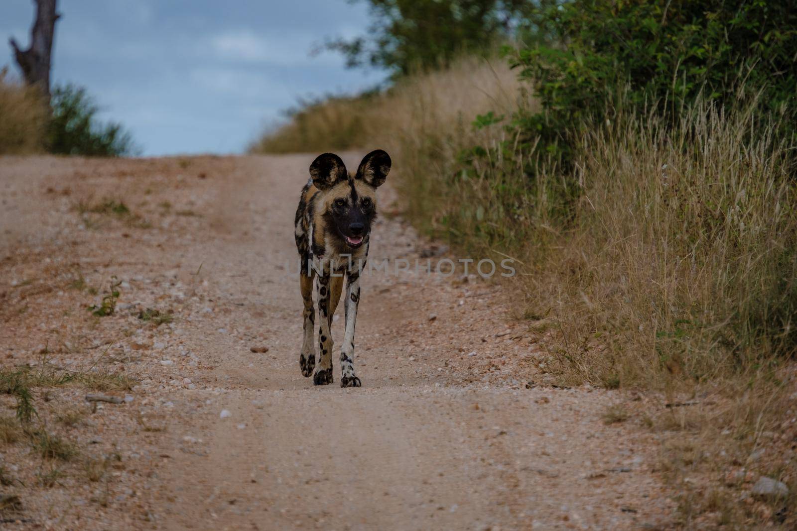 Wild dog at the Klaserie Private Nature Reserve part of the Kruger national park in South Africa. wild dog safari animals