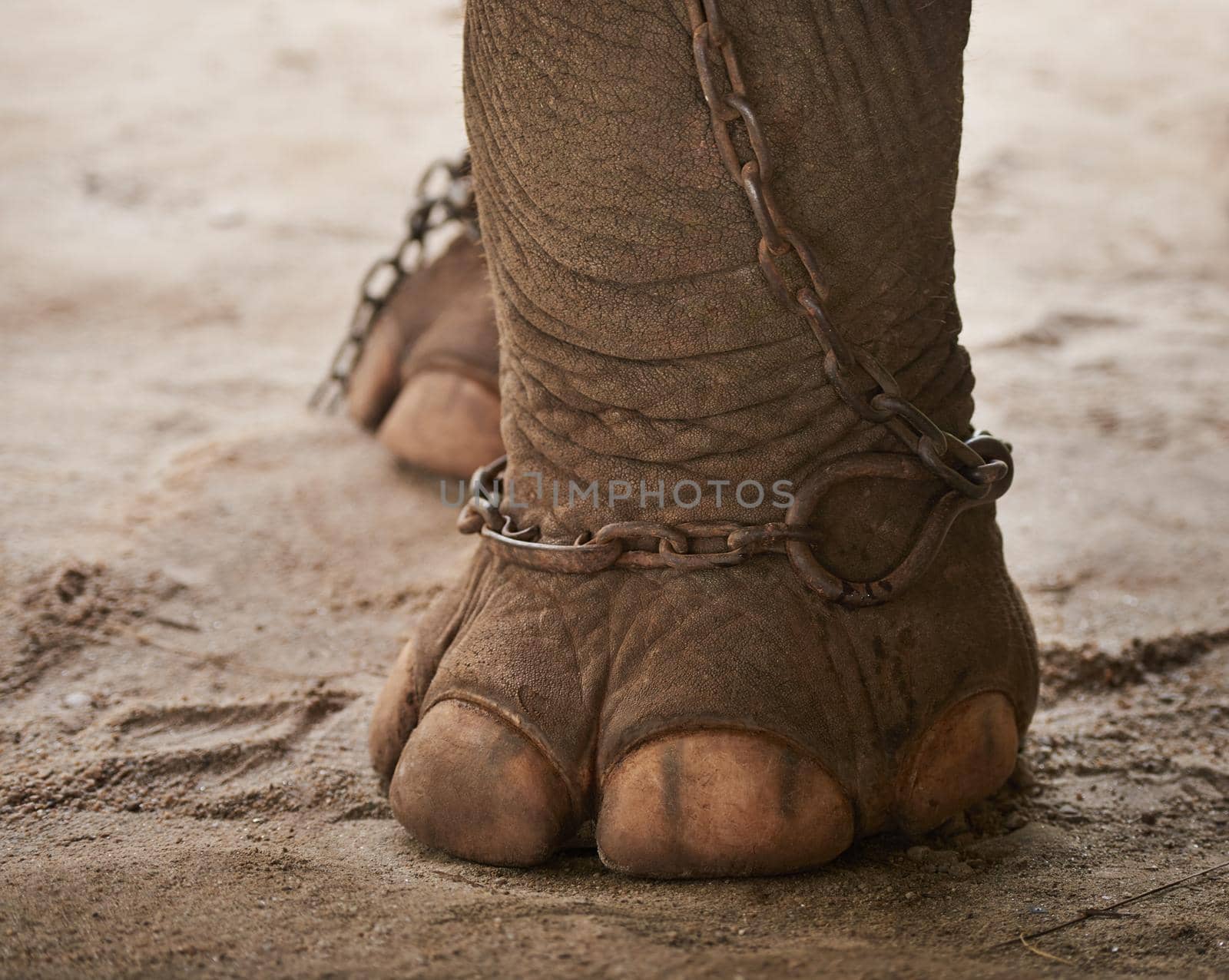 Closeup of a chain around the foot of an elephant in captivity.