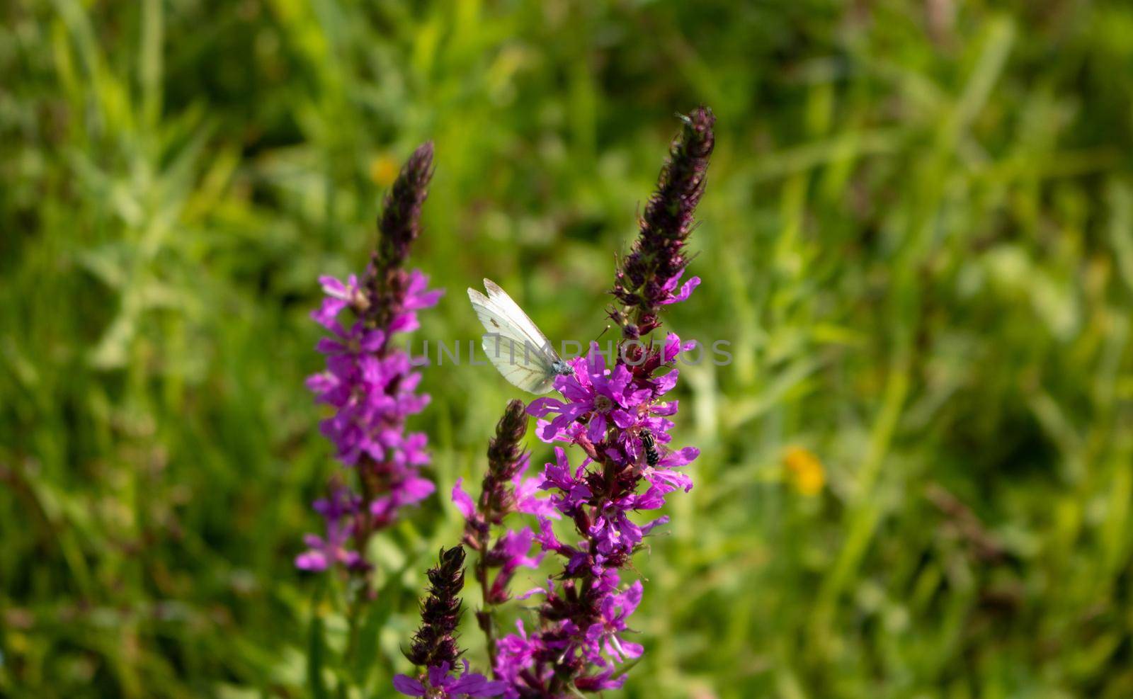 A white butterfly on a purple-lilac meadow flower by lapushka62