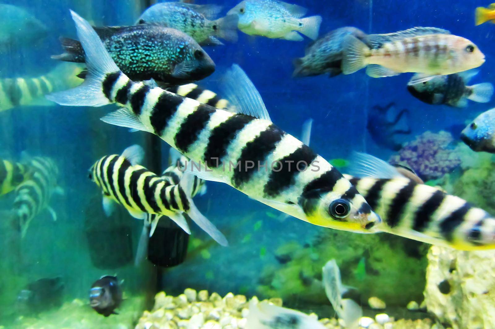 A colorful of banded leporinus in freshwater aquarium. Leporinus fasciatus is a species of freshwater characin fish in the family Anostomidae.