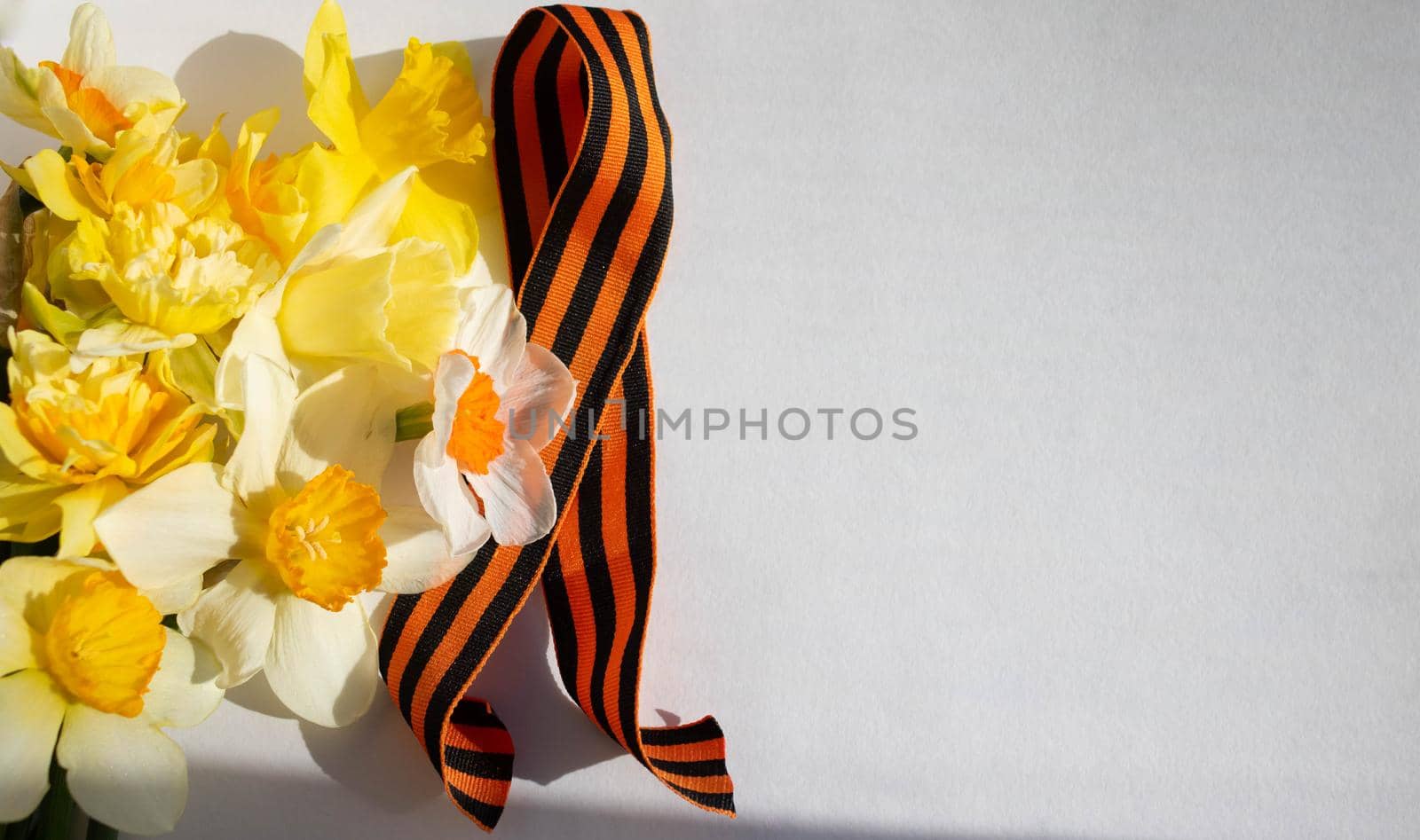 Daffodils and St. George ribbon on a white background. The St. George ribbon is a symbol of the Great Victory. Place for your text by lapushka62