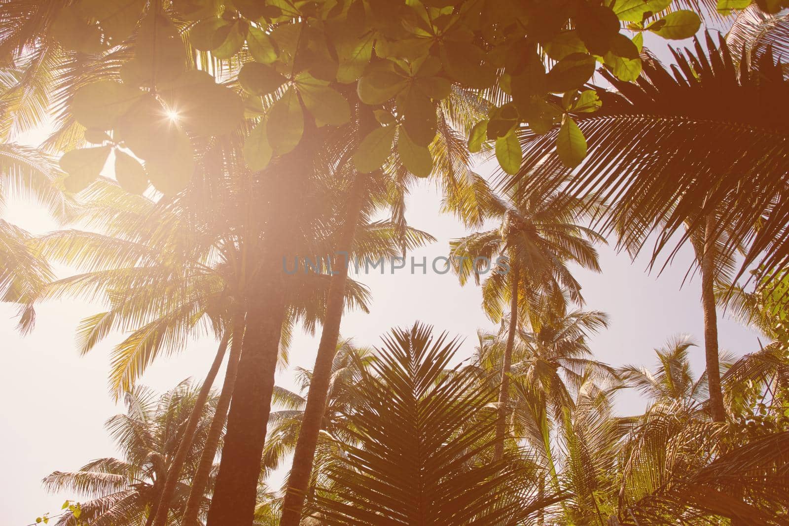 Island dreaming. Retro style image of a sun flare pouring through the tree tops of tropical palms. by YuriArcurs