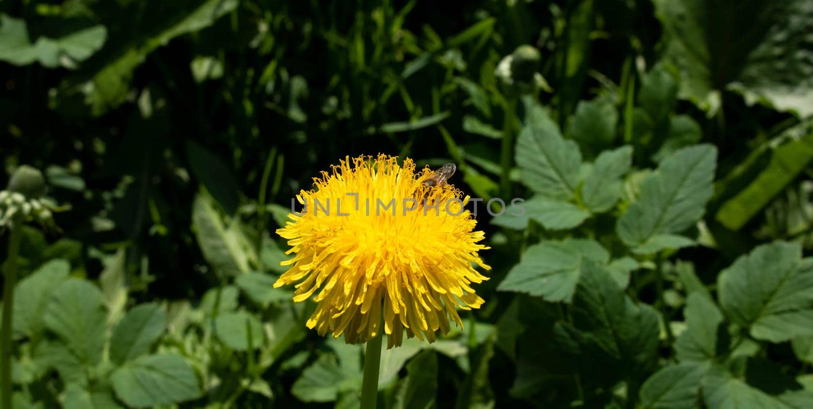 bee on a dandelion in the garden by lapushka62
