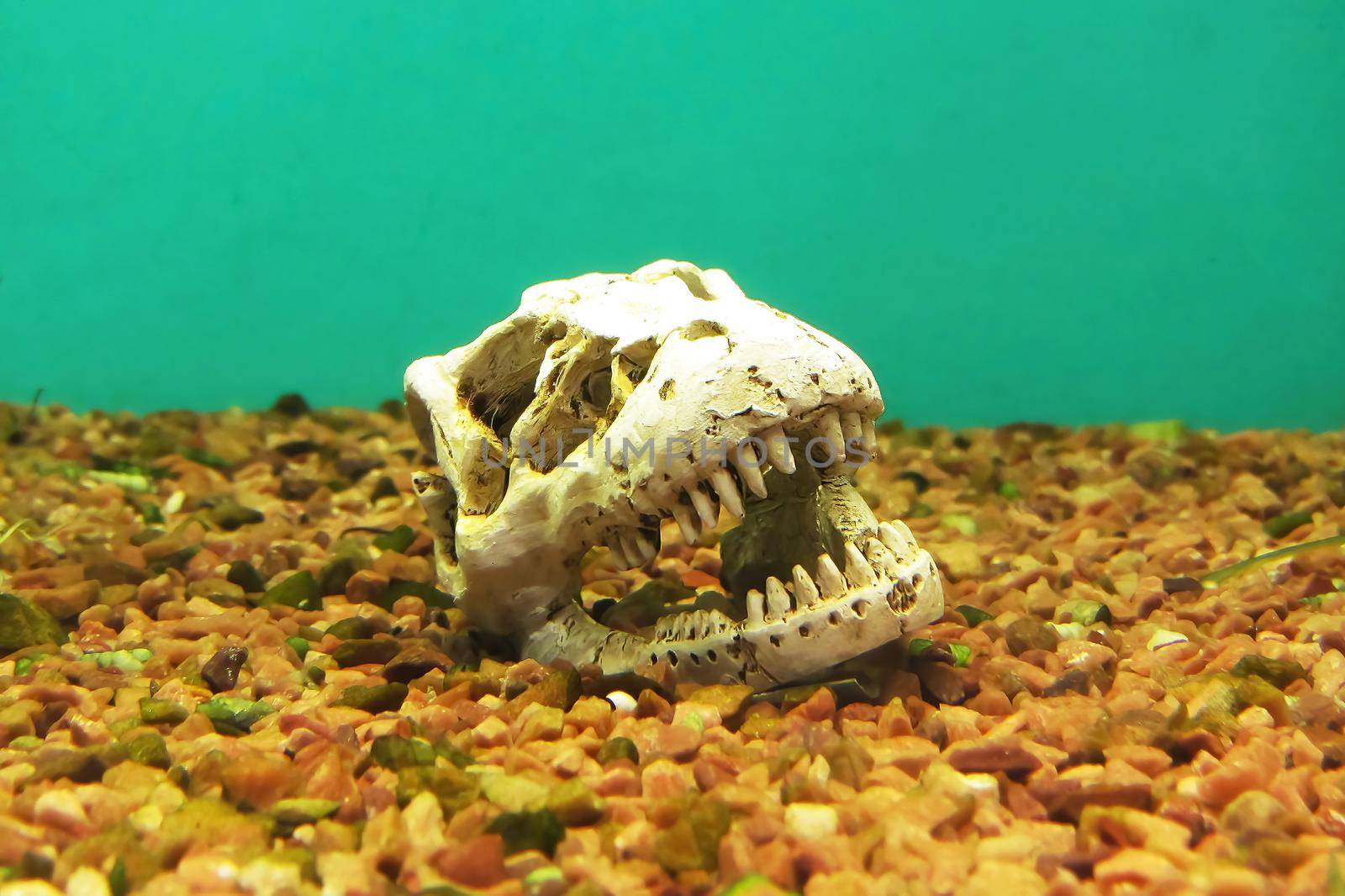 Dinosaur skull in aquarium. With rocks, coral and timber background for hallowoeen skeleton on image