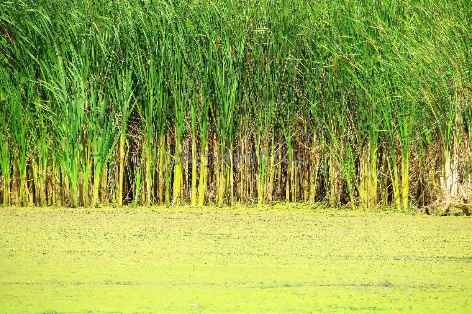 The green and yellow background of the lake. Rows and reeds in the background. Background vegetation green in summer on the river