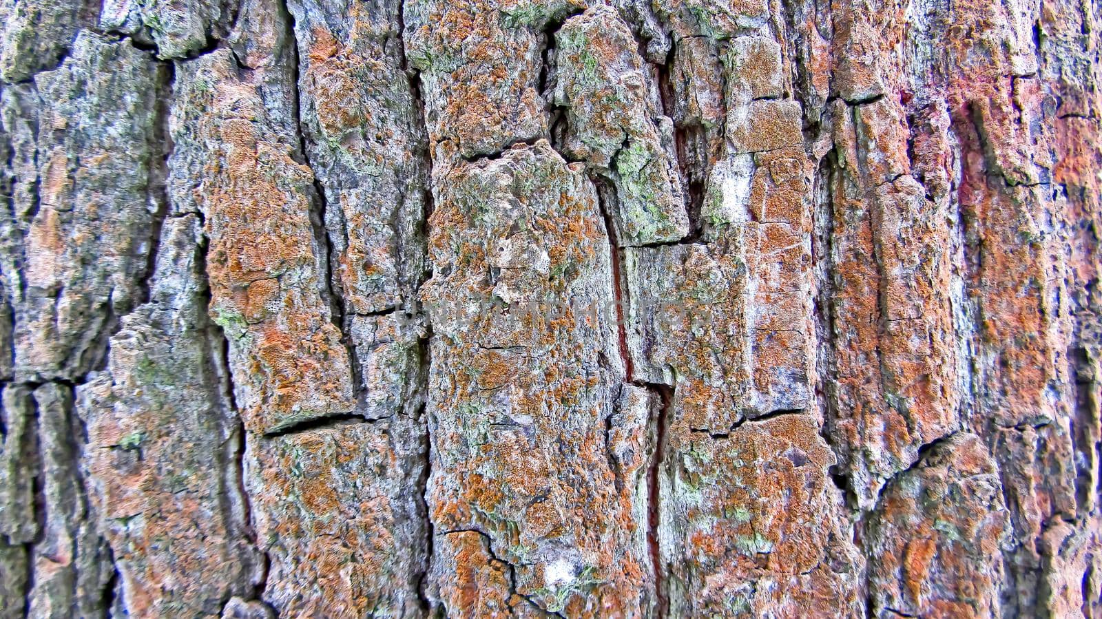 The bark of the maple tree up close. Brown in color, covered with red rusty last year's moss. A winter tree. Texture of the bark. Deep depressions on the bark of the tree