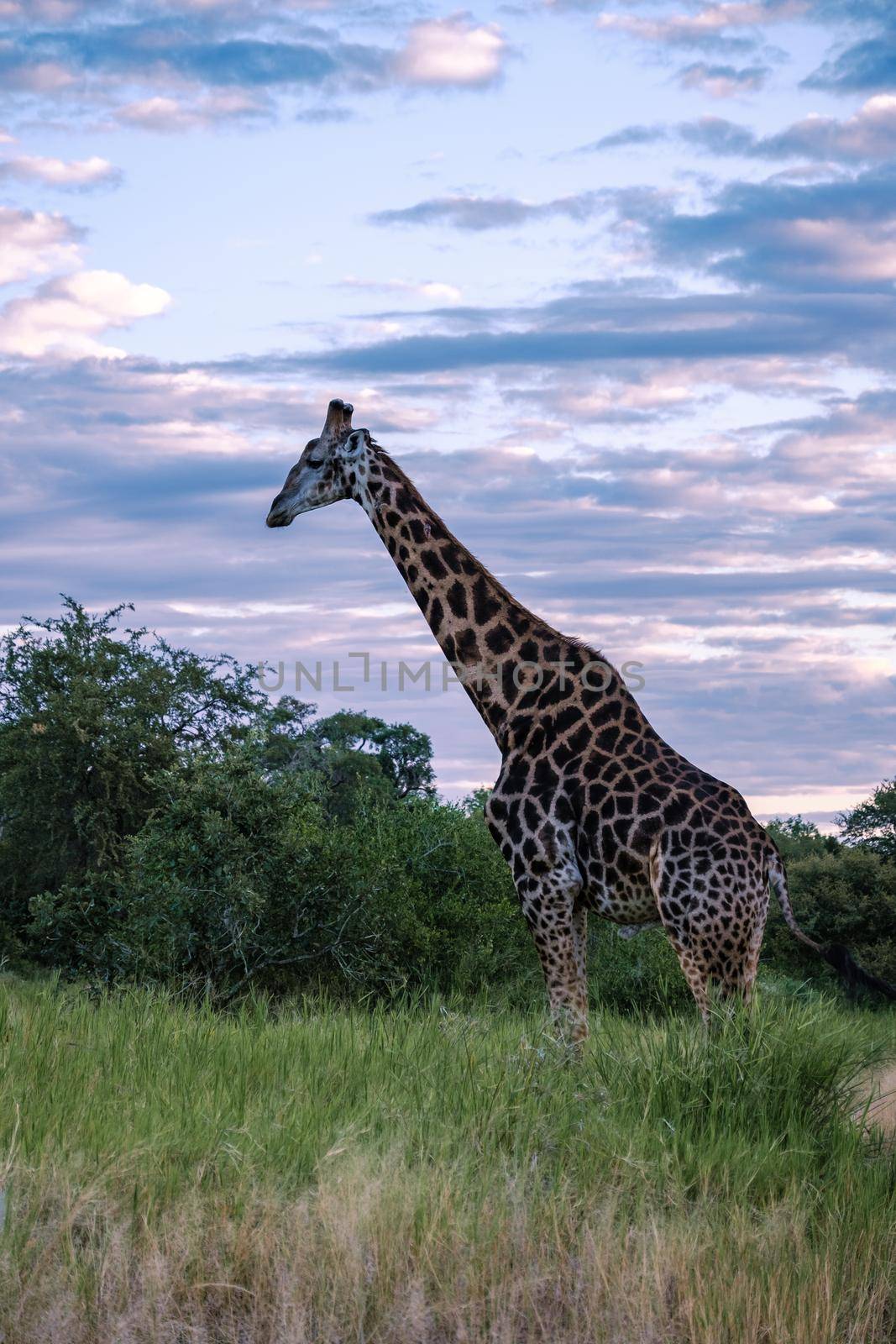 Giraffe at a Savannah landscape during sunset in South Africa at The Klaserie Private Nature Reserve inside the Kruger national park South Africa. Giraffe by a tree in the bush