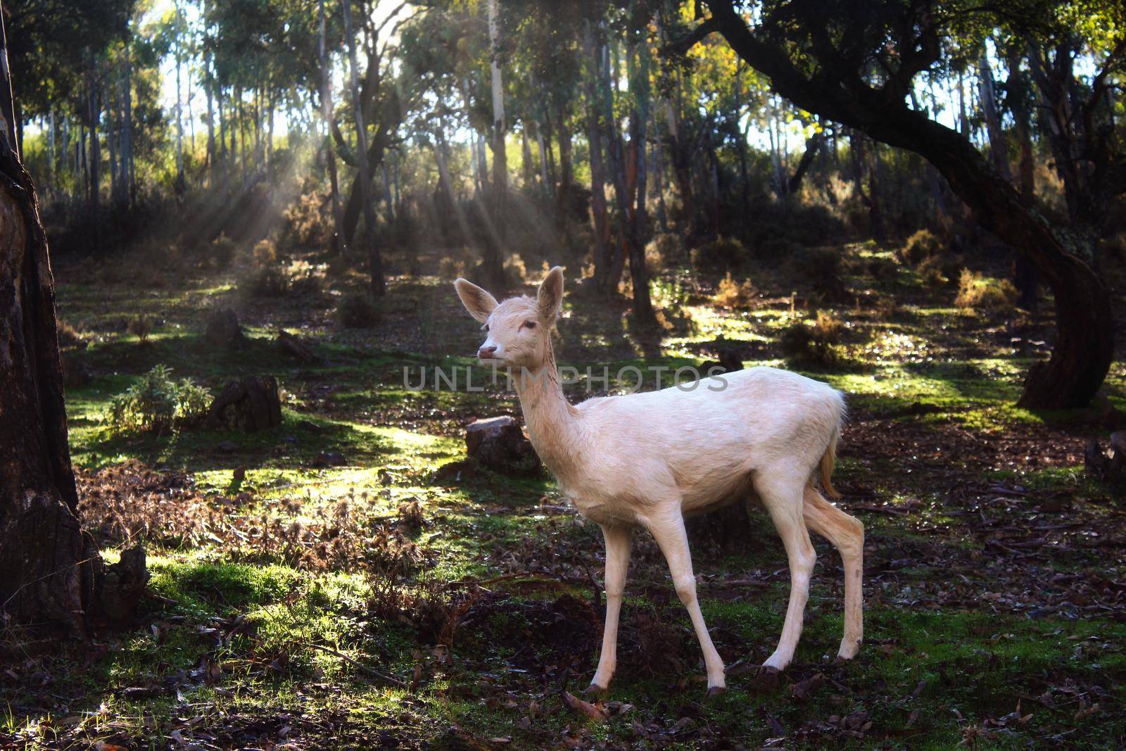 White fallow deer standing in a forest with sunlight piercing through the trees