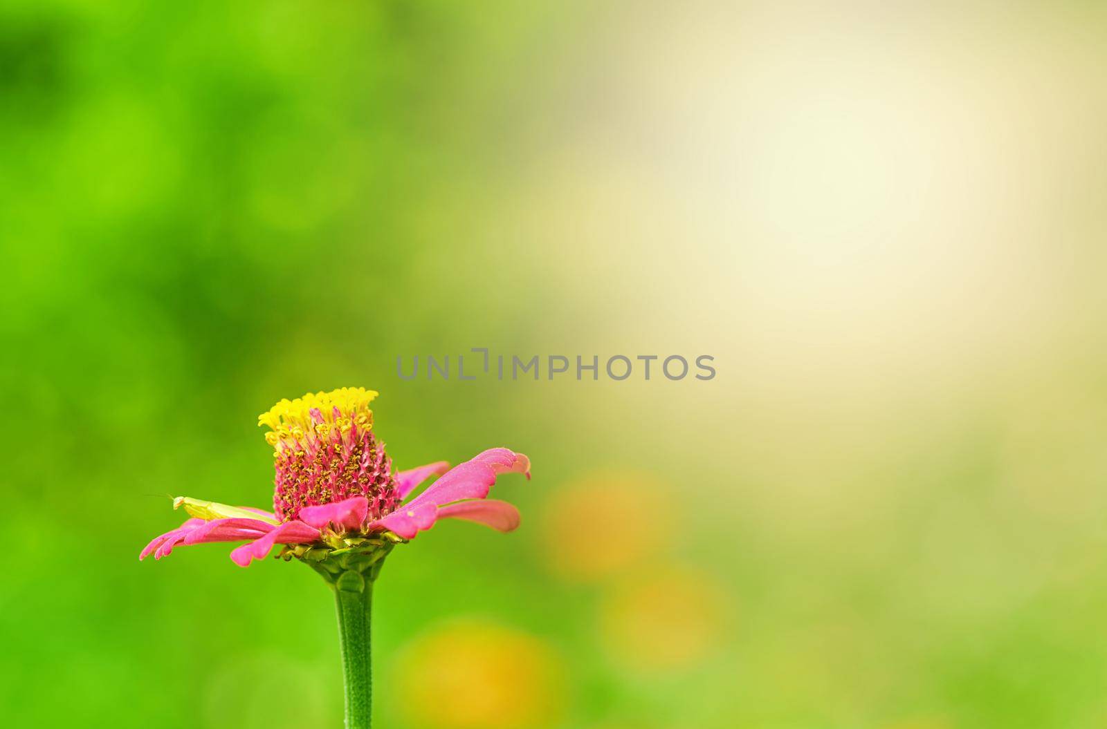 Zinnia pink flower on meadow with sun