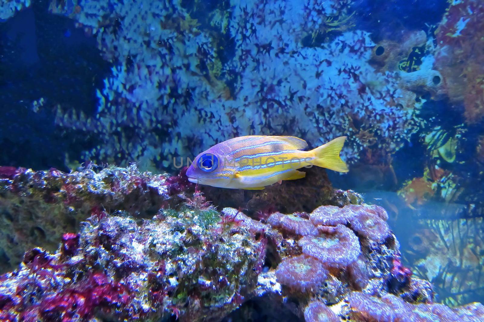 Beautiful bluestripe snapper Lutjanus kasmira underwater