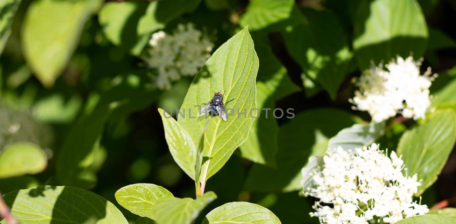 An ordinary blue fly sits on a green leaf close-up by lapushka62