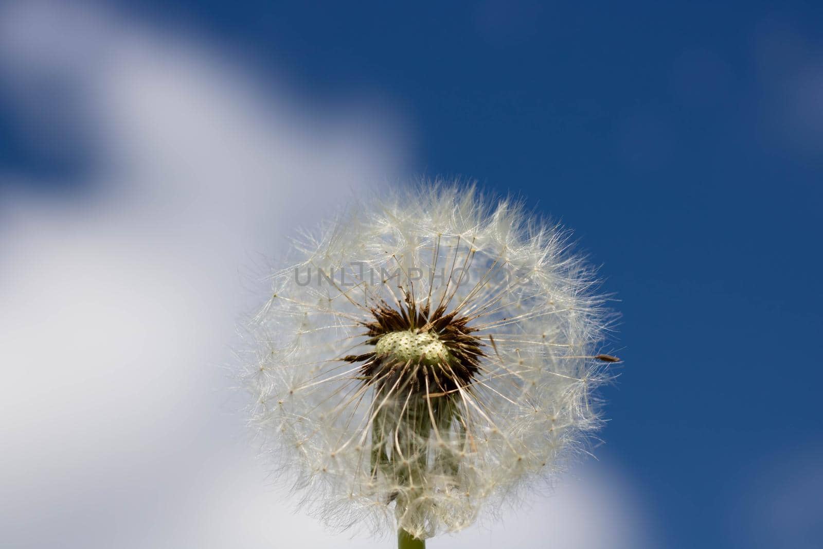 White fluffy dandelion with seeds, against a clear blue sky by lapushka62